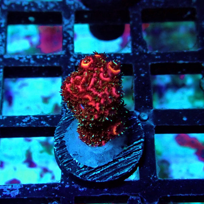 Crazy Red Contrast Mille Acro Frag
