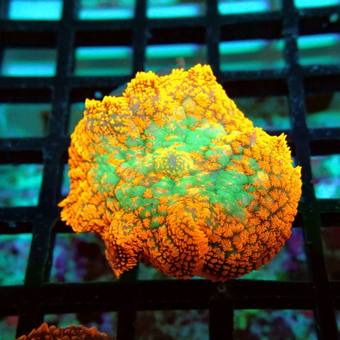 Rhodactis Red Green Center Ultra