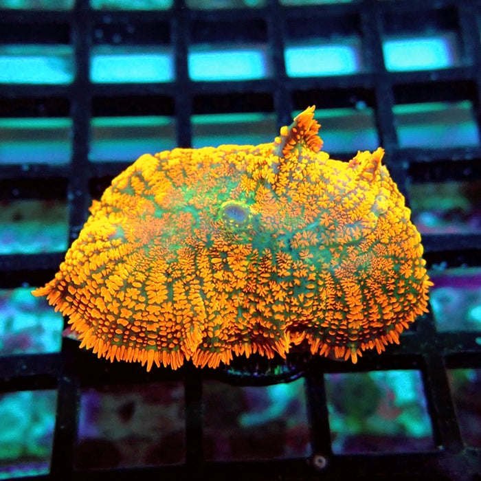 Rhodactis Red Green Center Ultra