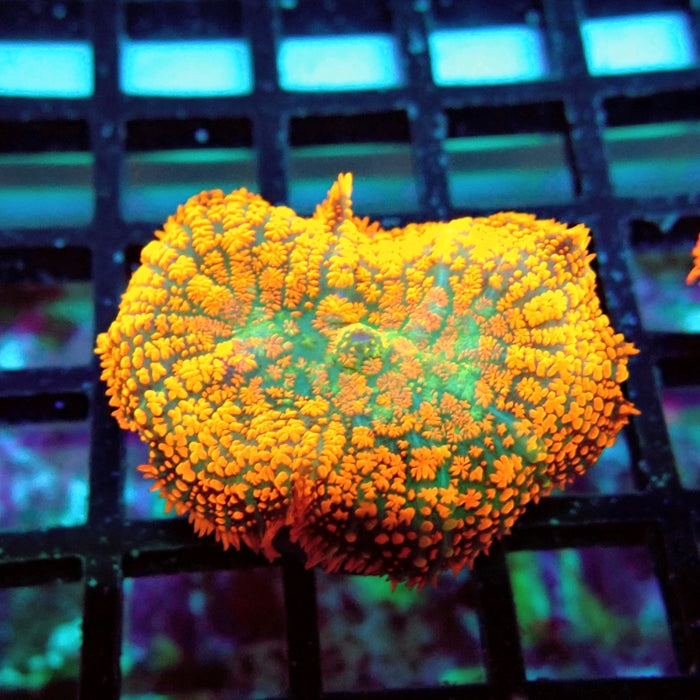 Rhodactis Red Green Center Ultra