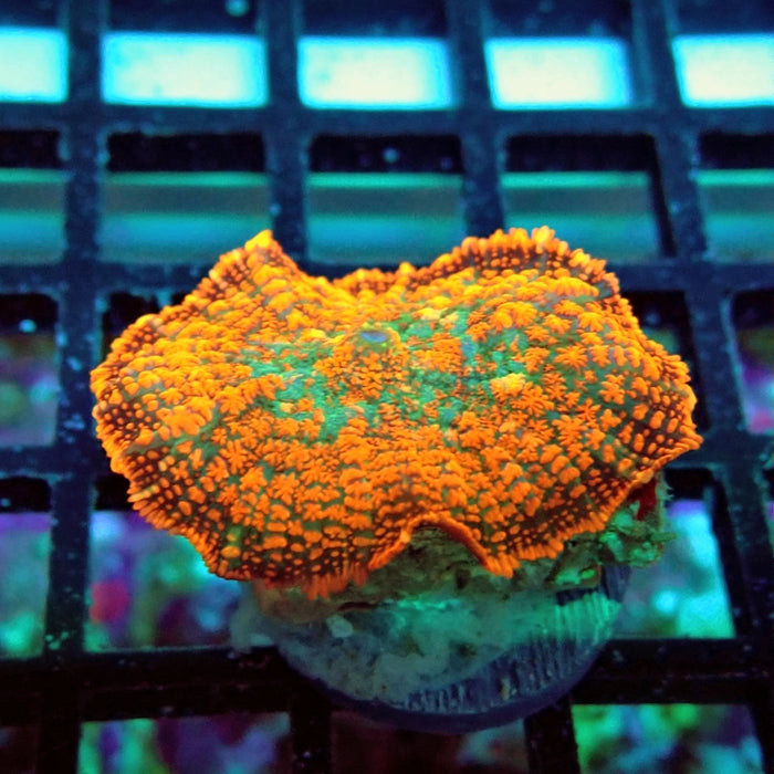 Rhodactis Red Green Center Ultra