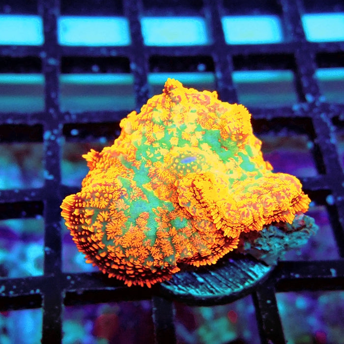 Rhodactis Red Green Center Ultra