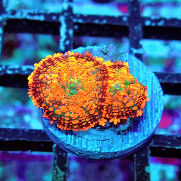 Rhodactis Red Green Base Ultra