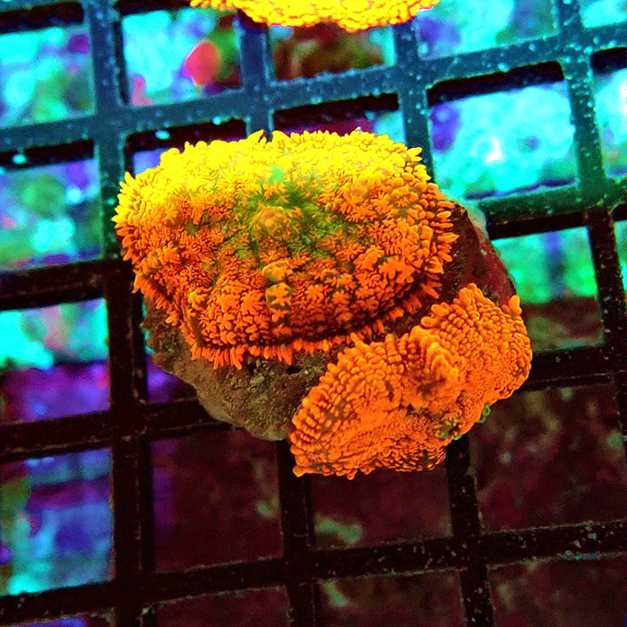 Rhodactis Red Green Base Ultra