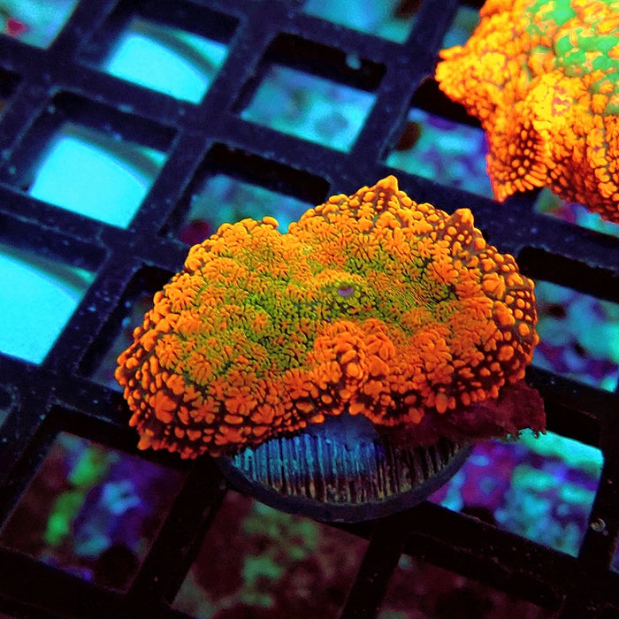 Rhodactis Red Green Base Ultra