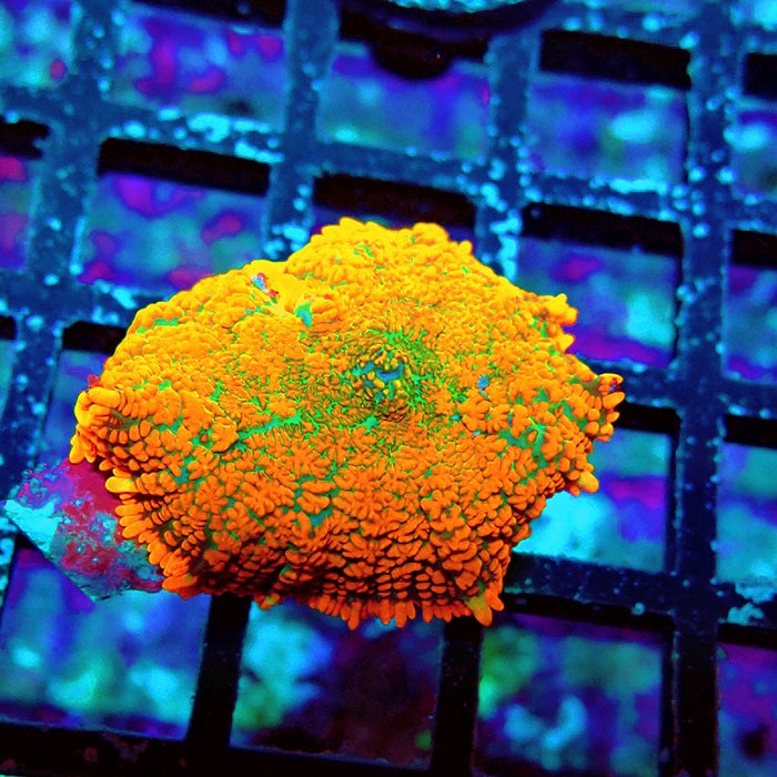 Rhodactis Red Green Base Ultra