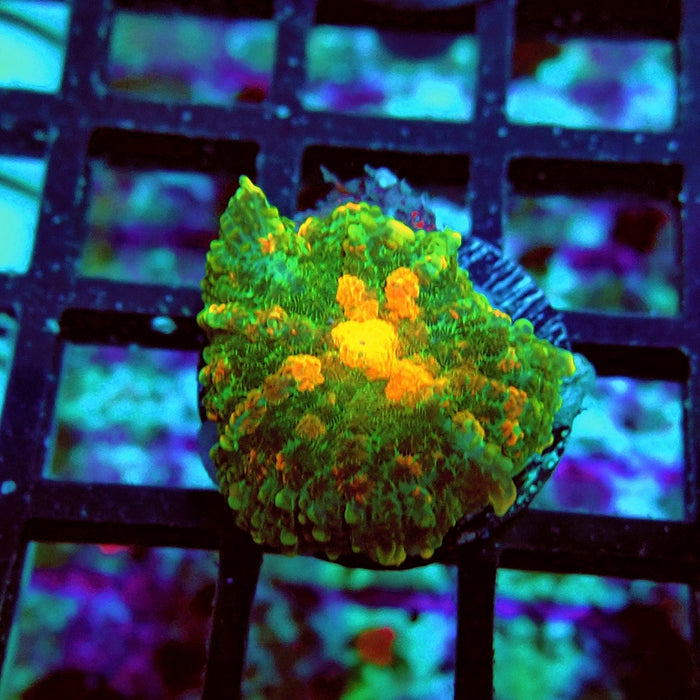 Rhodactis Bubble Orange Mouth