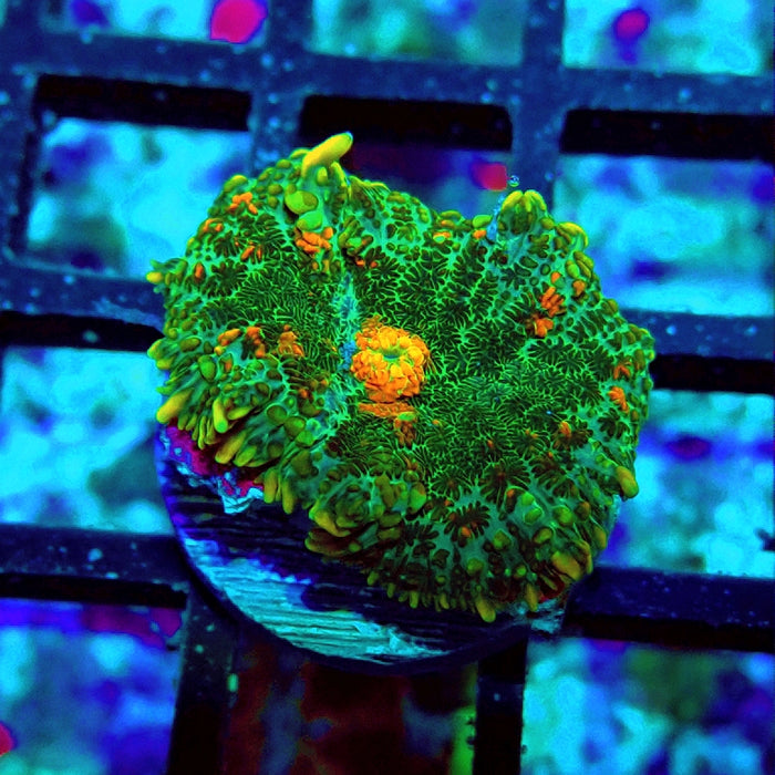 Rhodactis Bubble Orange Mouth