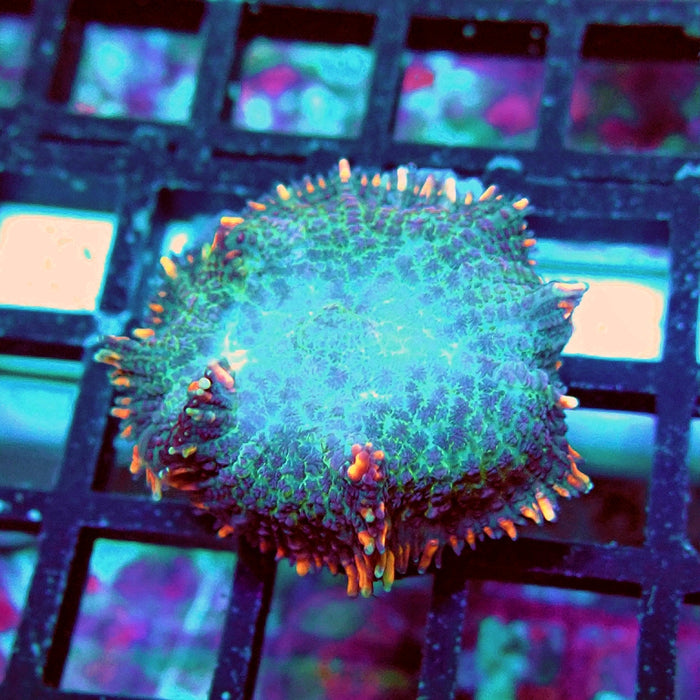 Rhodactis Blue Flame Rim