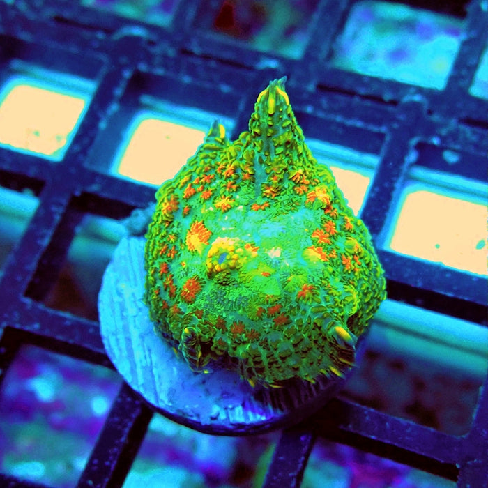 Rhodactis Bubble Orange Spots