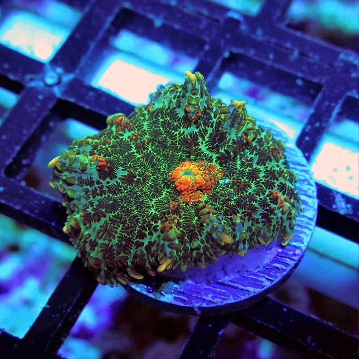 Rhodactis Bubble Orange Mouth