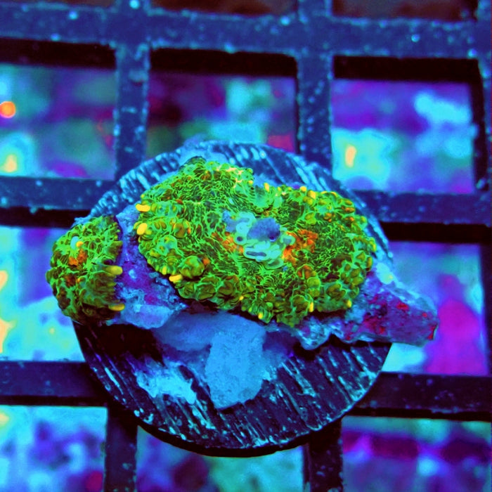 Rhodactis Bubble Orange Spots