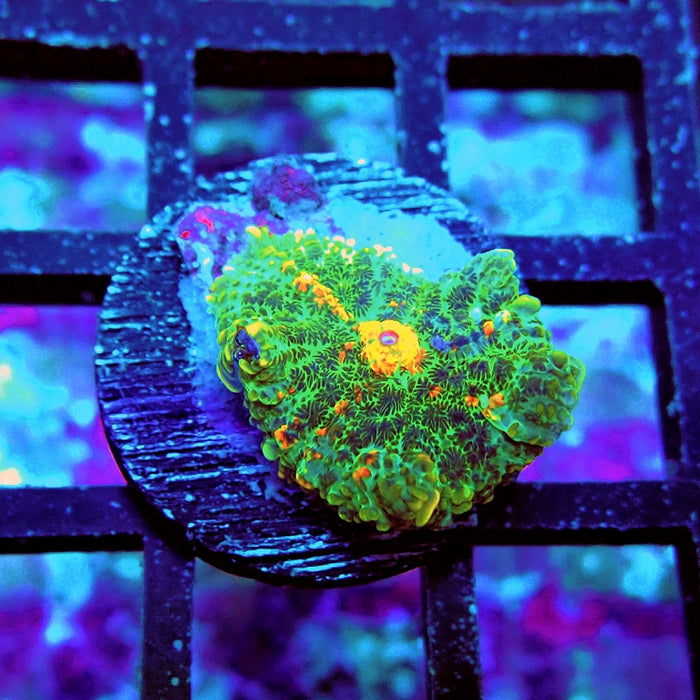 Rhodactis Bubble Orange Mouth