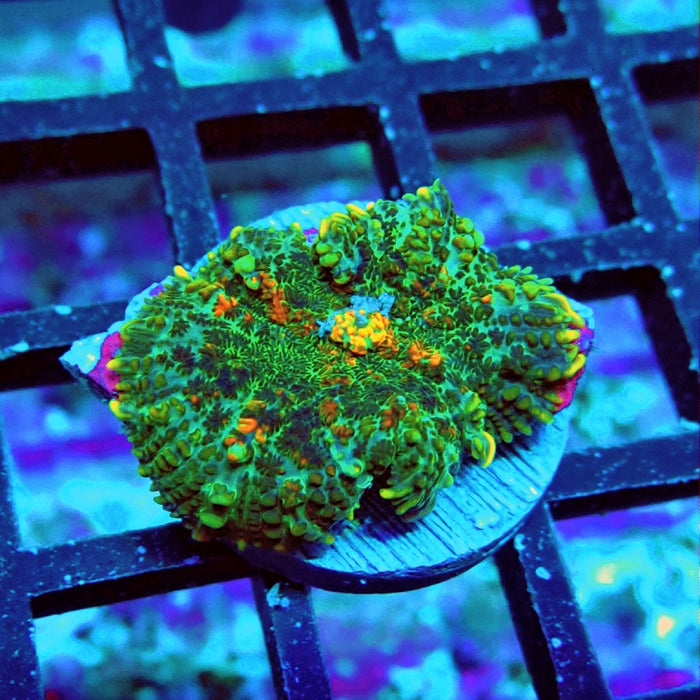 Rhodactis Bubble Orange Mouth