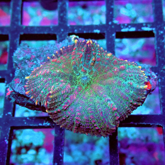 Rhodactis Mint Rainbow