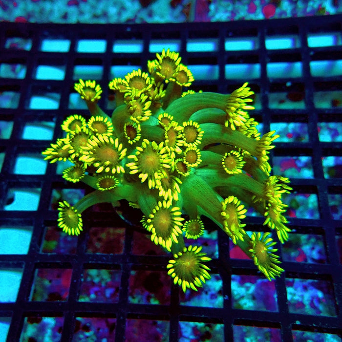 Goniopora Ultra Green Yellow Long Polyp