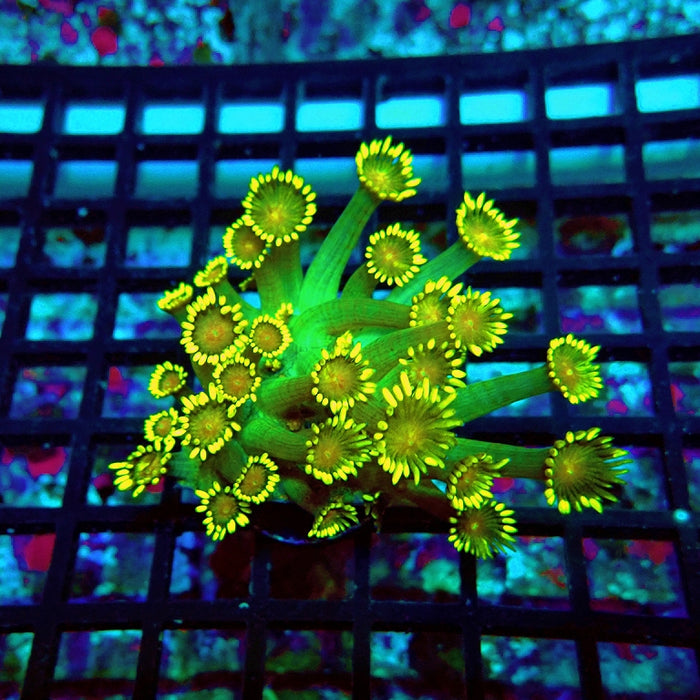 Goniopora Ultra Green Yellow Long Polyp