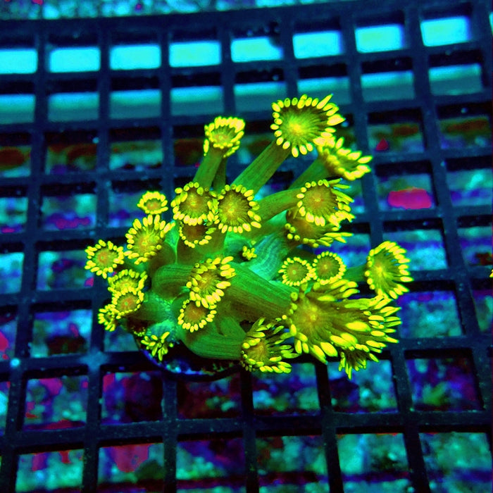 Goniopora Ultra Green Yellow Long Polyp