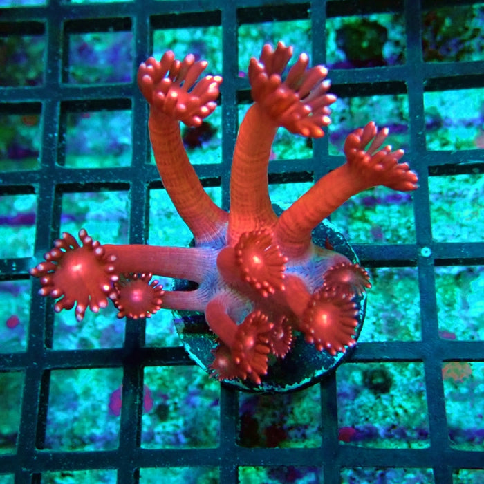 Goniopora Pink XL Polyp