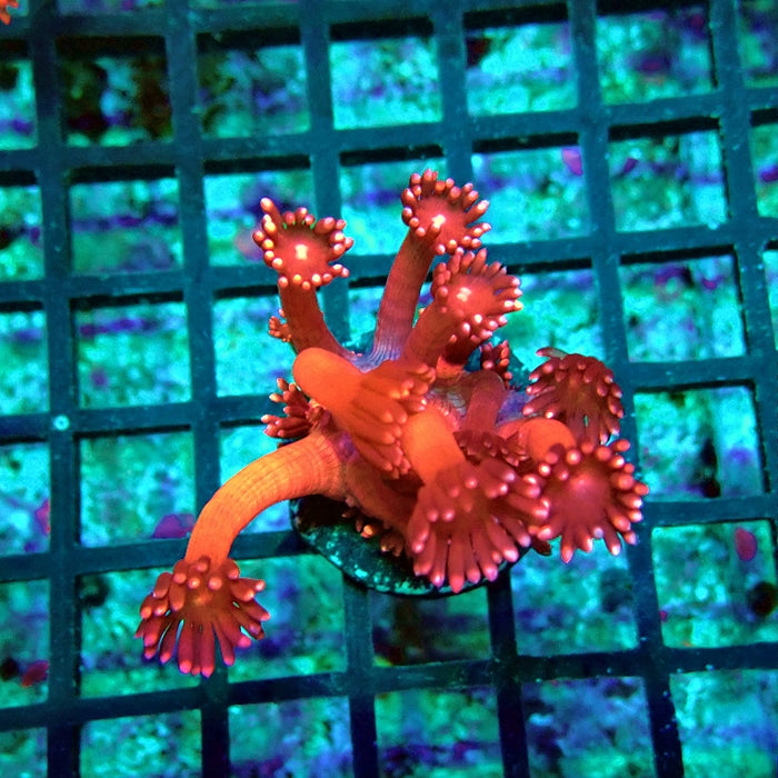 Goniopora Pink XL Polyp