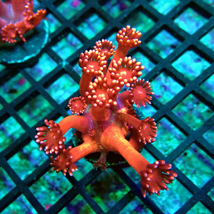 Goniopora Pink XL Polyp