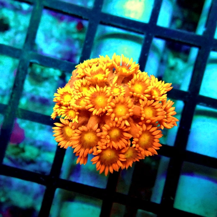 Goniopora Red Yellow Middle Premium