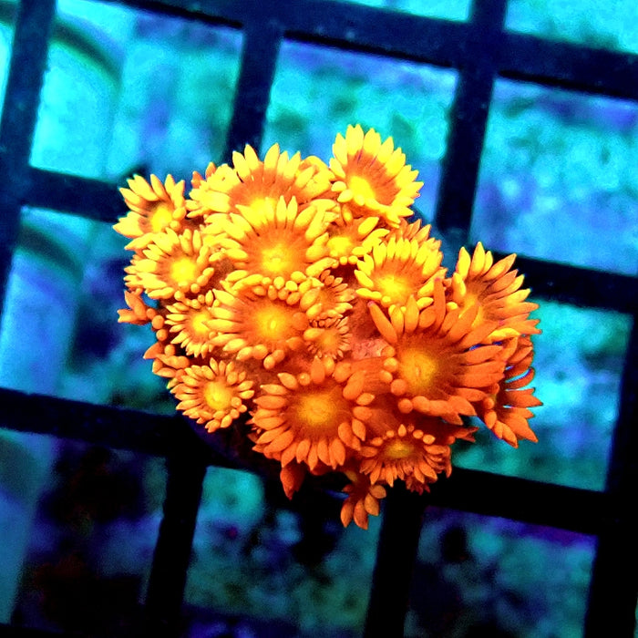 Goniopora Red Yellow Middle Premium