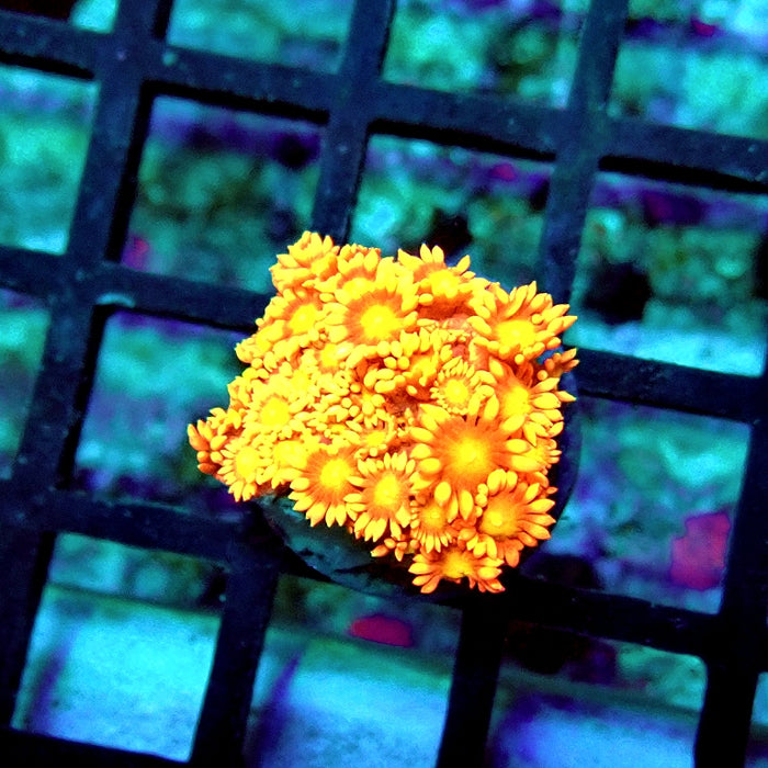 Goniopora Red Yellow Middle Premium