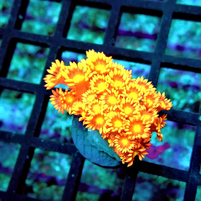 Goniopora Red Yellow Middle Premium