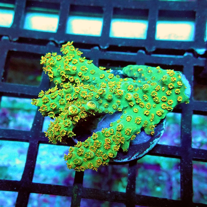 Acro Frag Aquaculture