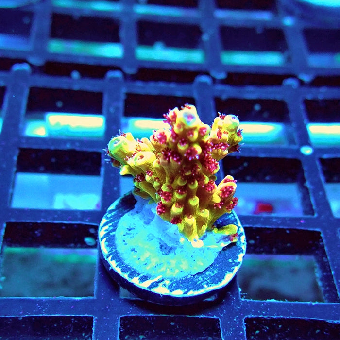 REx Xfinity Confetti Acro