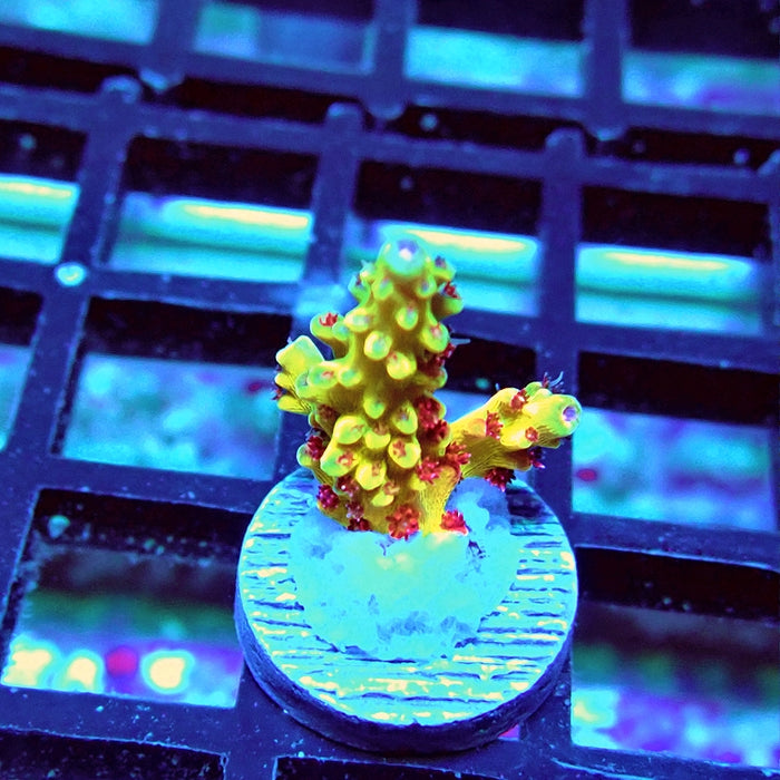 REx Xfinity Confetti Acro