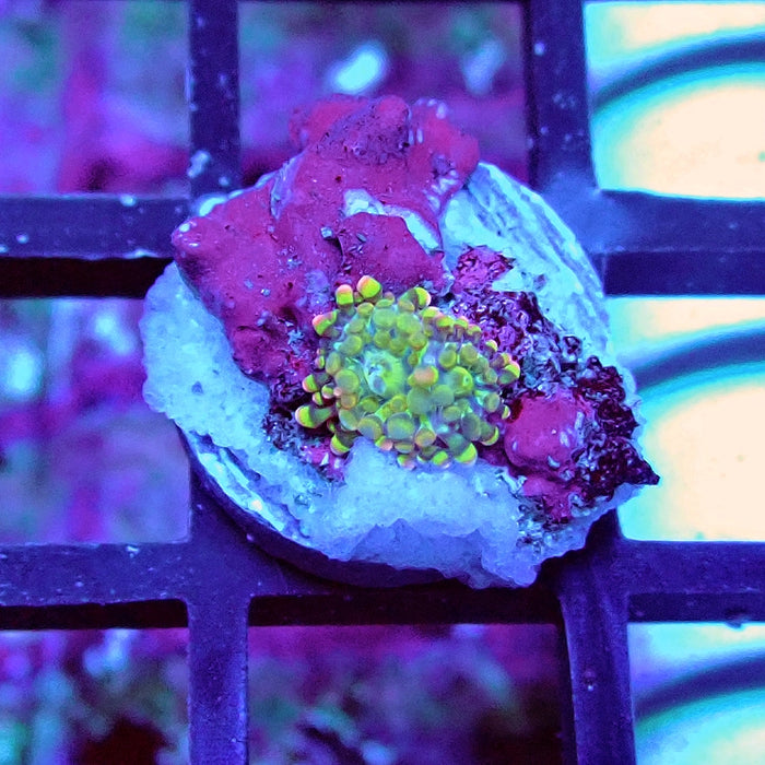 Ricordea Yuma Bubble Unique Premium