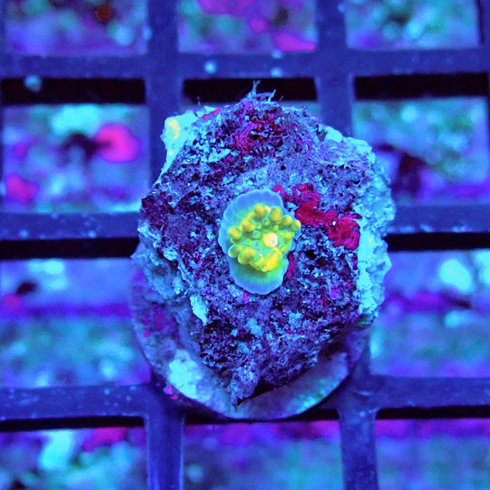 Ricordea Yuma Bubble Unique Premium