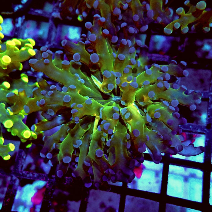 Euphyllia Grafted Super Contrast Frogspawn Branch