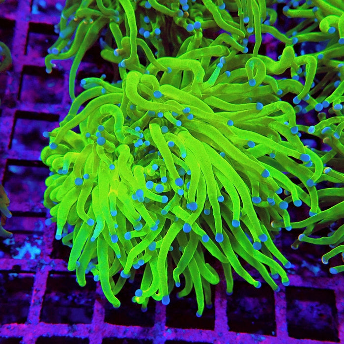 Euphyllia Ultra Green Blue Tips