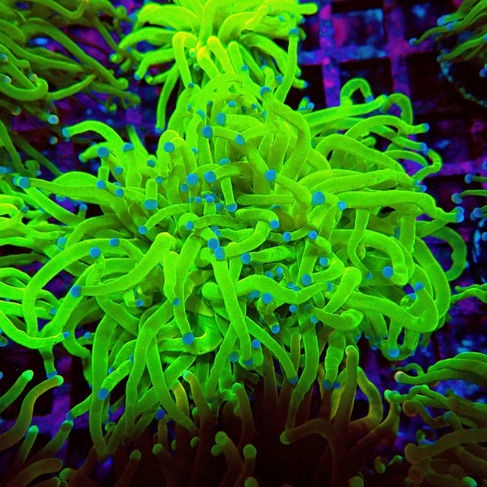 Euphyllia Ultra Green Blue Tips