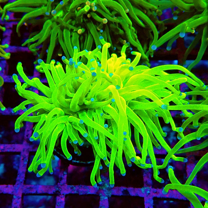 Euphyllia Ultra Green Blue Tips