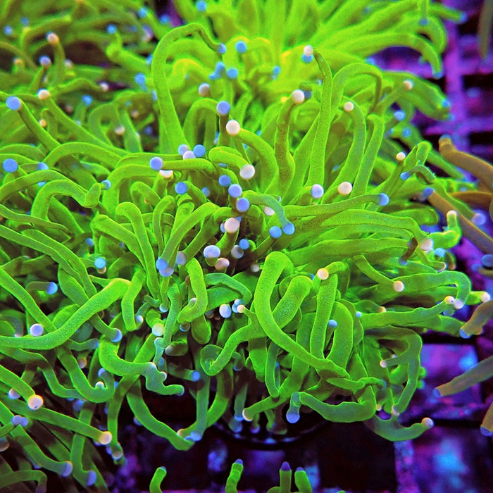 Euphyllia Cotton Candy