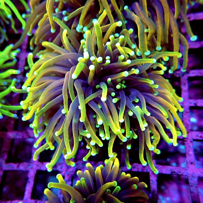 Euphyllia Dragon Soul