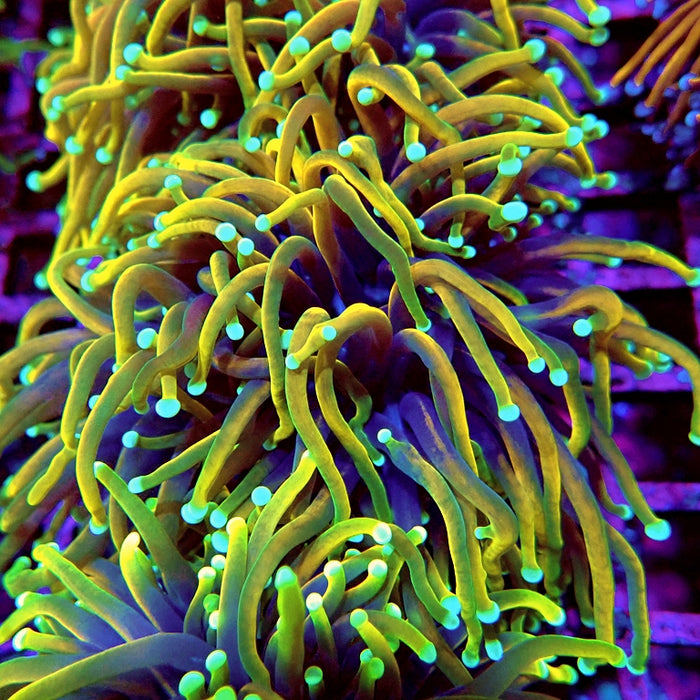 Euphyllia Dragon Soul