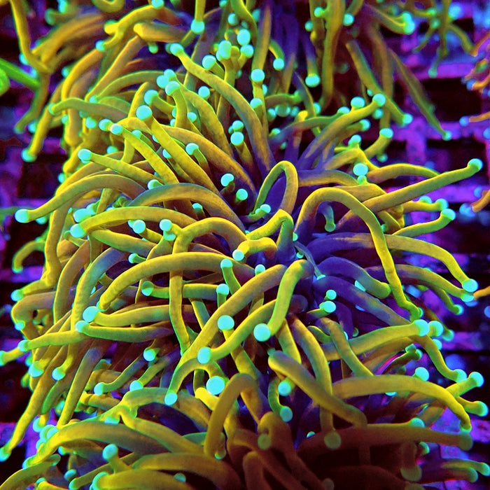 Euphyllia Dragon Soul