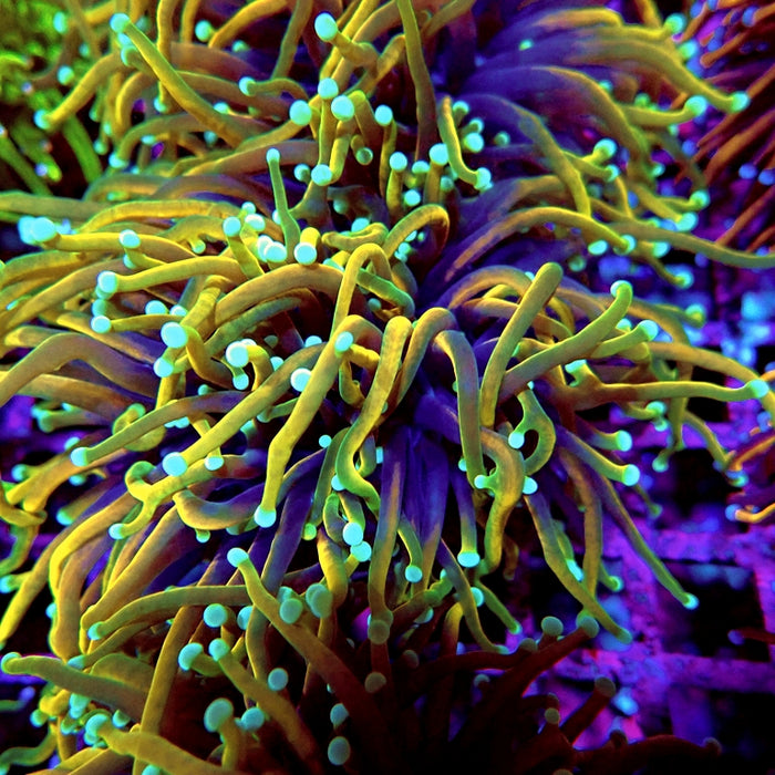 Euphyllia Dragon Soul