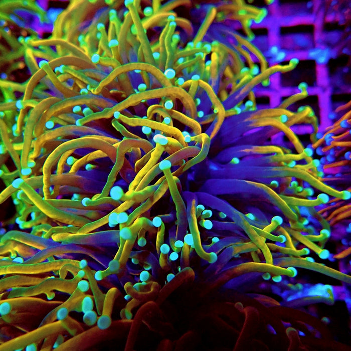 Euphyllia Dragon Soul