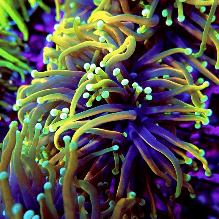 Euphyllia Dragon Soul