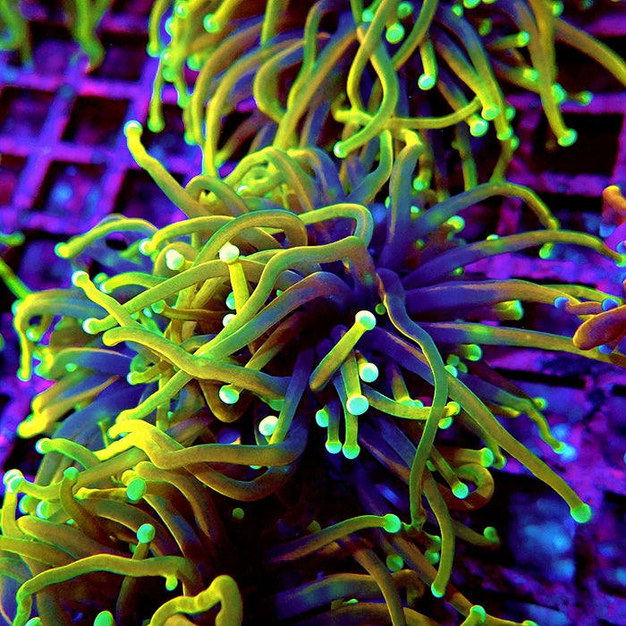 Euphyllia Dragon Soul