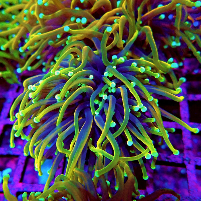 Euphyllia Dragon Soul