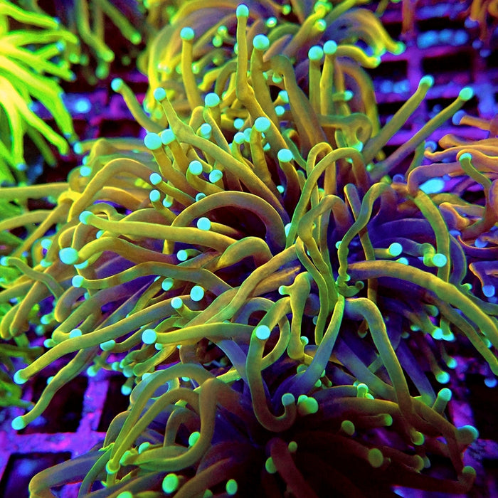 Euphyllia Dragon Soul