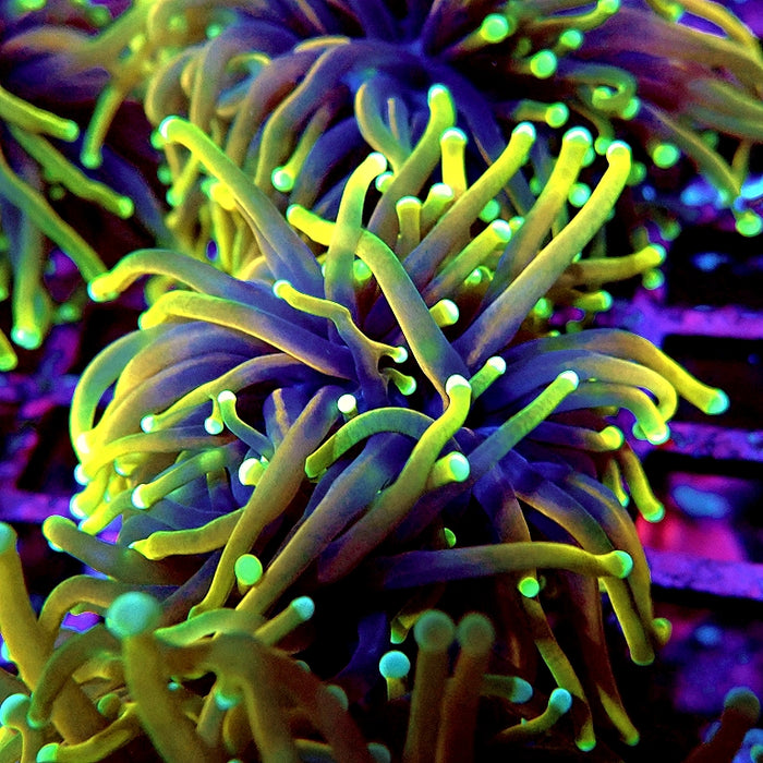 Euphyllia Dragon Soul