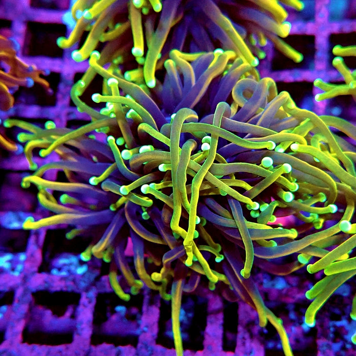 Euphyllia Dragon Soul